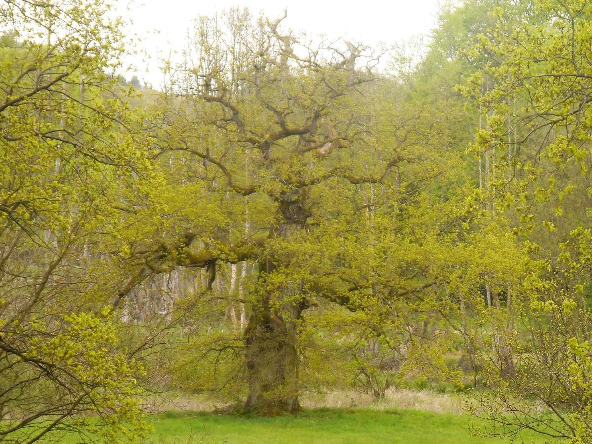 Ferienhaus-Uckermarkblick Rosenow  المظهر الخارجي الصورة