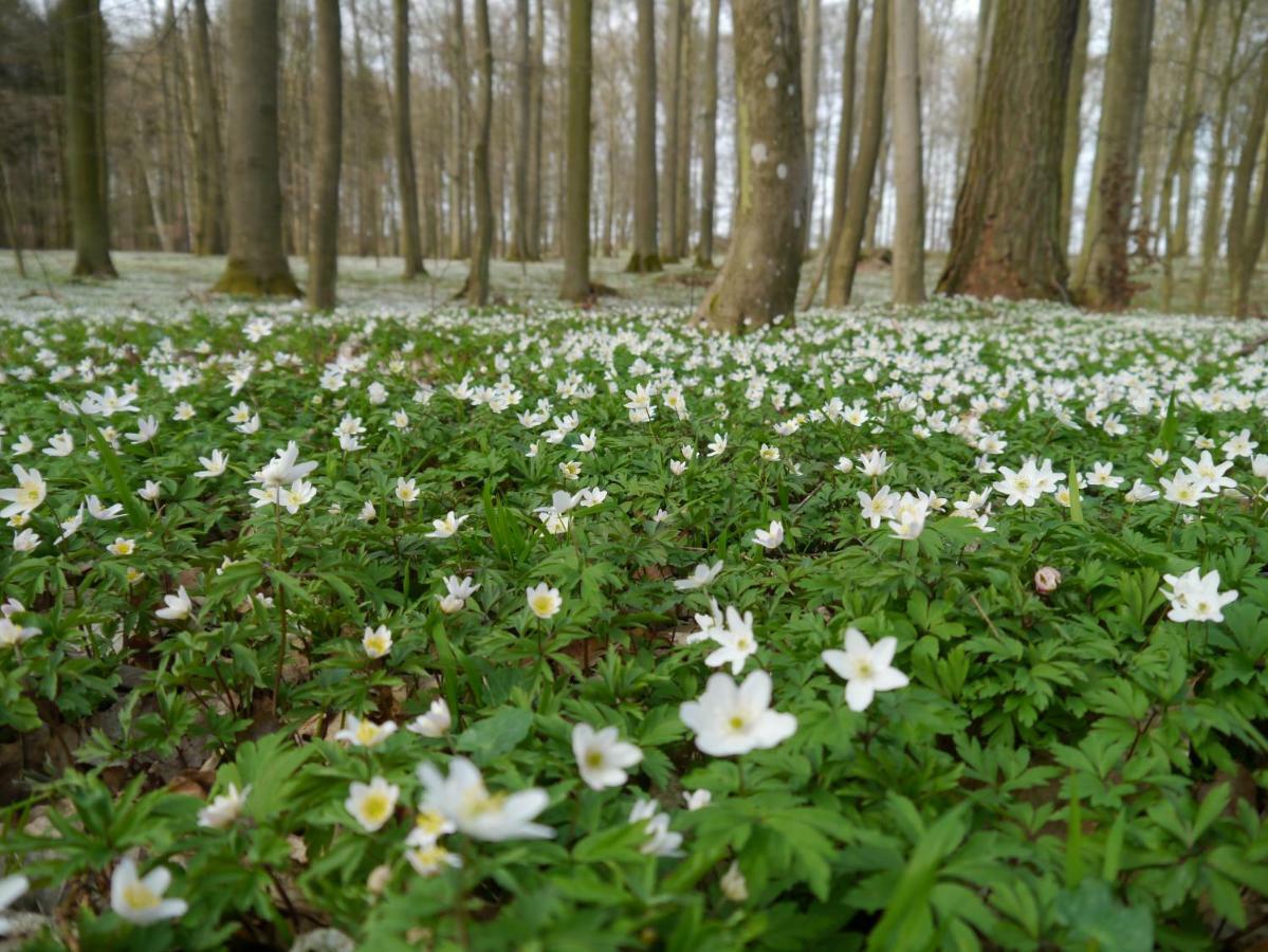 Ferienhaus-Uckermarkblick Rosenow  المظهر الخارجي الصورة